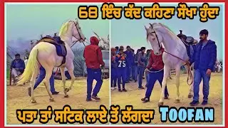 Proper 68 inch height nukra stallion toofan |surewala line |Billa ghoda | blue eyes horse