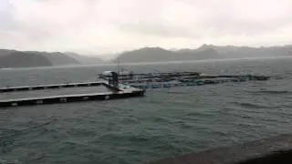 Dolphin Base