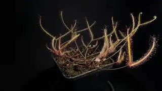 Drosera binata