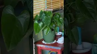 ANTHURIUM: bye bye formaldeide! #piantedainterno #curadellepiante