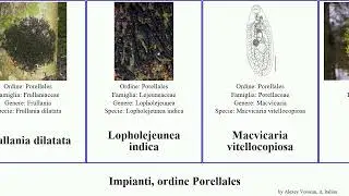 Impianti, ordine Porellales frullania plants indica Lopholejeunea platyphylla Trinity elegantula
