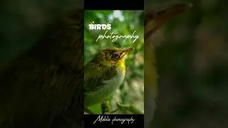 Can I click BIRDs only with MOBILE 🤯🔥 || wildlife photography || #photography #shorts