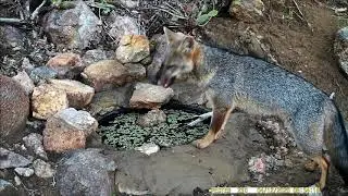 SOM ESTRANHO DA RAPOSA BICHOS QUE NUNCA TINHAM IDO NA BEBIDA E MUITO MAIS