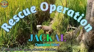 Rescue Operation for Jackal // wild animal rescue operation // #kaizen ngu