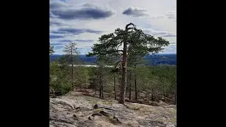 31.05.2021 Downhill from Kuninkaanlaavu. Rovaniemi/Santavaara.