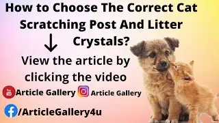 How to Choose The Correct Cat Scratching Post And Litter Crystals? || Article gallery