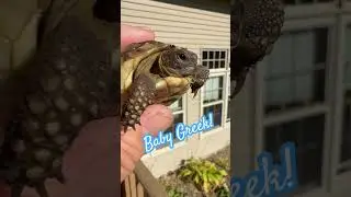 It&rsquo;s Time for Baby Greek! #tortoise