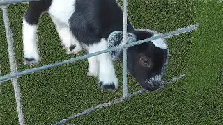 Funny Newborn Tiny Goats! | #funny #animals