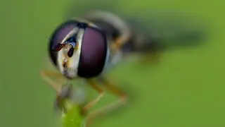 Sony 90mm Macro G Lens