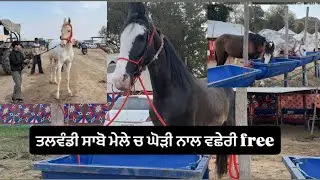 ਤਲਵੰਡੀ ਸਾਬੋ ਮੇਲੇ ਚ ਘੋੜੀ ਨਾਲ ਵਛੇਰੀ free
