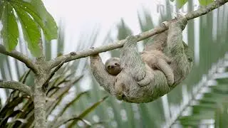 Brown-throated Sloth with Baby Climbing Down Tree &ndash; Costa Rica 4K Wildlife Footage