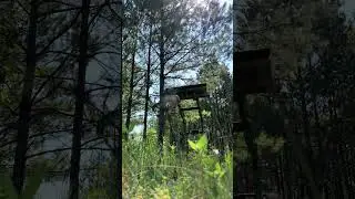 Watch till the end for the full reveal! #logging #timber #forestry #pruning