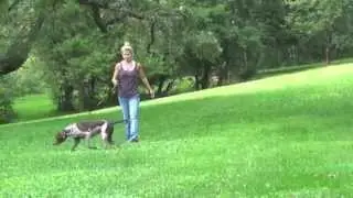 Alden's Kennels Pet Spa, Training & Boarding Morton Grove, IL.