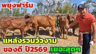 มาแล้วครับ‼️25 ม.ค.69 คลิปแรกพยุงฟาร์ม แหล่งรวมวัวงาม ของดีปี 2569 คัดพิเศษมาแล้ว อย่างแจ่ม เยอะสุดๆ