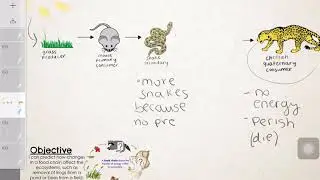 LEARN: Changes in a food chain 2