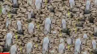 Barehand Catfish Catching in Thick Mud
