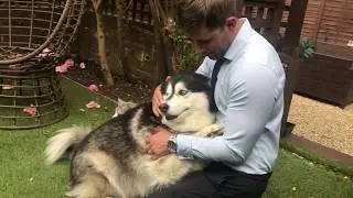 do dog's like cuddles? - not a husky