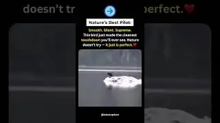 &ldquo;This Bird&rsquo;s Perfect Landing In Water&rdquo;