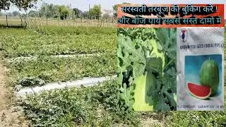 F1 Hybrid Watermelon Seeds | Available on IndiaMART