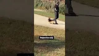 Friendly Corgi keeps getting rejected at the dog park #corgi #shorts #dogs #doglover