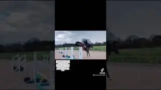 Easy amateur horse - ad ref: 308888