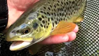 W4F - Fly Fishing 