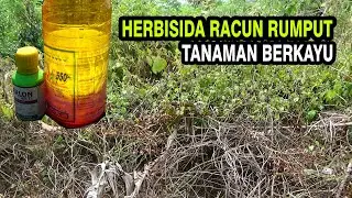 Bahan HERBISIDA Racun Rumput Berkayu Tuntas sampai Ke akar