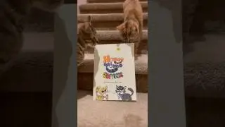 Rhymes Journal #cat #journal #poems #rhymes #honeyandtomo #childrensbooks #pets #cute #kitten #funny