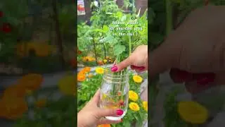 tomato gas #shortvideo#reels#realvideo#naturalvideo#vairlshorts #