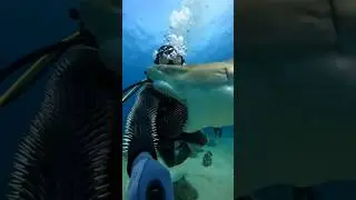 Shark attacks the wrong diver