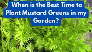 When is the Best Time to  Plant Mustard Greens in my Garden?