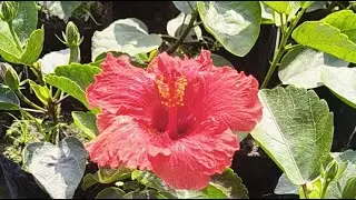 The golden nursery  is live!