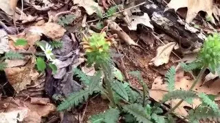 Capital Naturalist: Lousewort