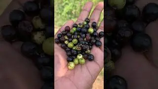 soora pazham | சூரைப்பழம் #ytshorts #tamil #villagelife #food #minivlog #fruit  #fruits