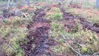 Markberedning med MidiFlex, resultatet, f&ouml;ryngring, skogsv&aring;rd, markberedare.