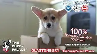Meet Your New Best Friend at Puppy Palace in Glastonbury