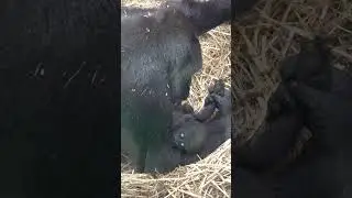 Mama gorilla holds her baby&rsquo;s hand #gorilla #tamidol #makongo