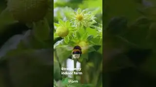 Strawberry indoor farm  #verticalfarming #strawberry #strawberryfarming  #ifarm