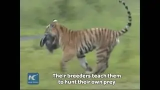 Siberian tigers in NE China park train to survive in the wild