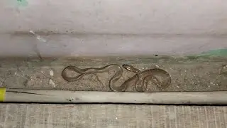 Common wolf snake rescue વરુણધતી સાપ પકડી જંગલમાં છોડયો 