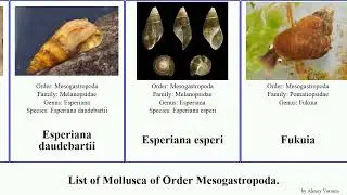 List of Mollusca of Order Mesogastropoda. fukuia melanopsis abyssochrysos eatonina pan josh minima