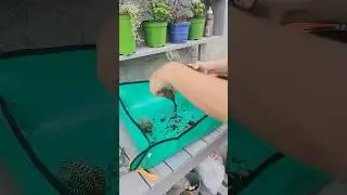 Easy Steps to Multiply Your Zebra Haworthias &bull; Indoor Gardening &bull; Outdoor Gardening &bull; Tips  #Shorts