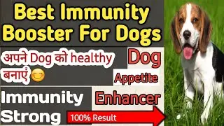 best immunity booster for dogs || अपने Dog को healthy बनाए || 100 % Resulted product || dog healthy