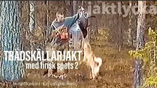 Tr&auml;dsk&auml;llarjakt 2 med finsk spets -Jakt - skogsf&aring;geljakt fr&aring;n Jaktlyckas arkiv