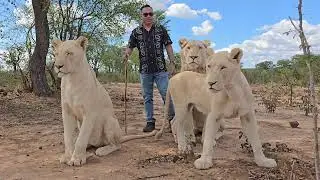 Walk with Pride of White Lions in Zimbabwe