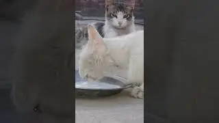 white kitty enjoying milk while the grey kitty watches peacefully🐾✨ #Cutecat #whitecat #Greycat #yt