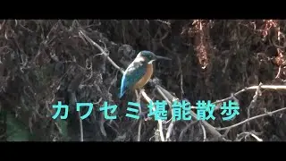 重信川サイクリングロードでカワセミ堪能散歩（愛媛県伊予郡松前町）