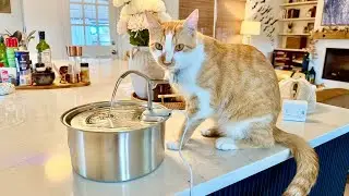 Top Pet Fountain for Cats & Dogs in 2025 | Puppyspout Review