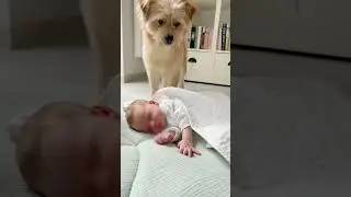 Dog Covers Baby With Blanket