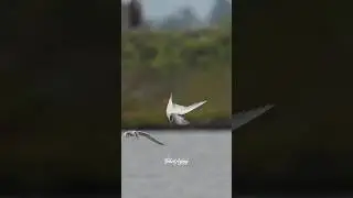 Least Terns diving for Fish! 🐟 #terns #leasttern #birdlovers #bird #wildlife